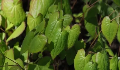 epimedium koreanum planten verlaten de bron van Icariin