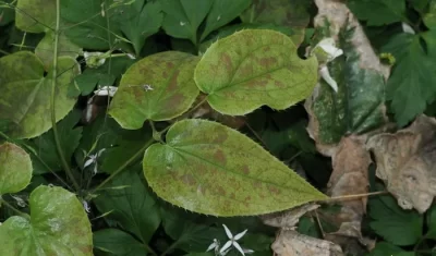 epimedium pubescens planten verlaat de bron van Icariin