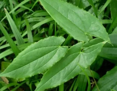 epimedium sagittatum-planten verlaten de bron van Icariin