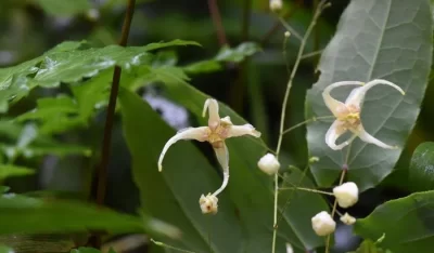 epimedium plants wushanense flower