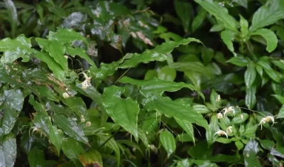 Растения epimedium wushanense покидают источник икариина.