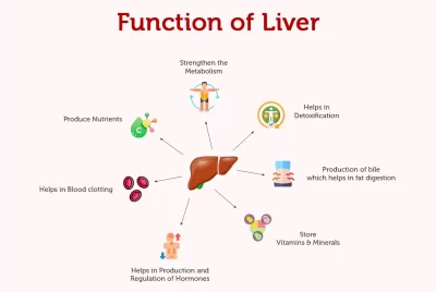 Macleaya Cordata Extract Powder Alkaloids Sanguinarine is good for liver 