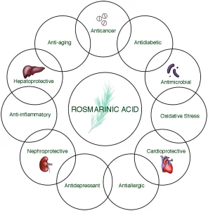 Benefícios do ácido rosmarínico para a nossa saúde