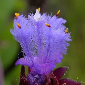 purple Cyanotis Vaga Cyanotis Arachnoidea plant blossom flower