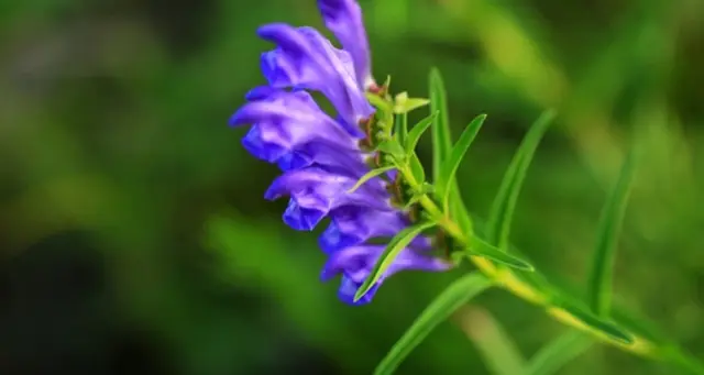 How to grow skullcap plant?