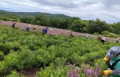 skullcap/scutellaria baicalensis plant base people harvesting