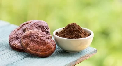 reishi, cogumelo ganoderma lucidum com suplemento de extrato em pó bom durante a gravidez