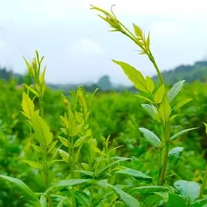 plantă de frunze de ceai de viță de vie proaspătă verde, ceai ampelopsis grossedentata, material din extract dhm dihydromyricetin