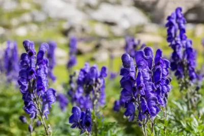 purple aconite aconitum flower, raw material of lappaconitine Hydrobromide