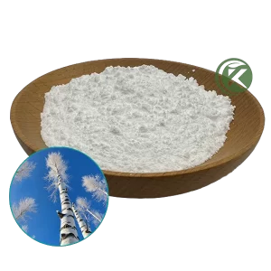 white birch tree, birch bark extract betulin and betulinic acid powder for sale