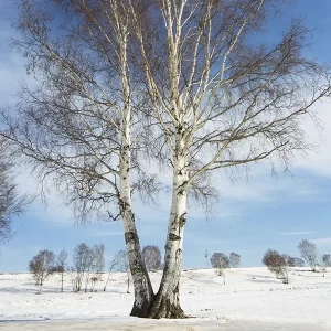 white birch tree, winter, snow