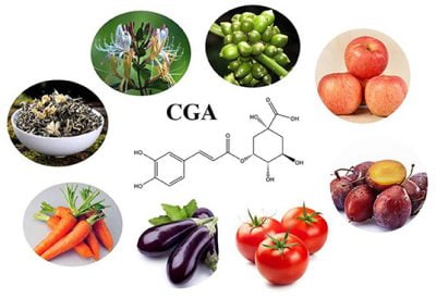 foods rich in clorogenic acid CGA natural source