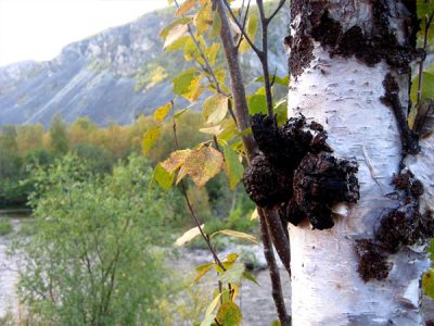 Chaga mushroom grows on the birch tree