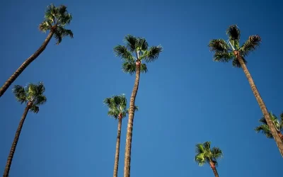 nogueira de areca no céu