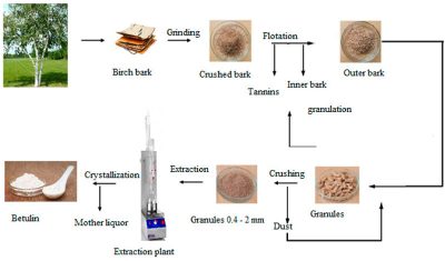 betulin extraction method from birch tree