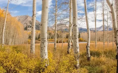 birch tree, raw material of betulin, autumn, yellow