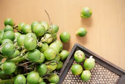 green areca nut fruit, raw material of Arecoline Hydrobromide