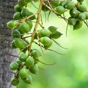 árbol de nuez de areca verde, materia prima del extracto de bromhidrato de arecolina