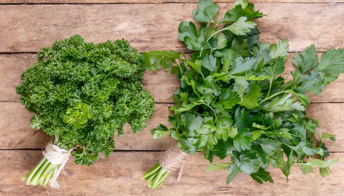 green fresh celery parsley