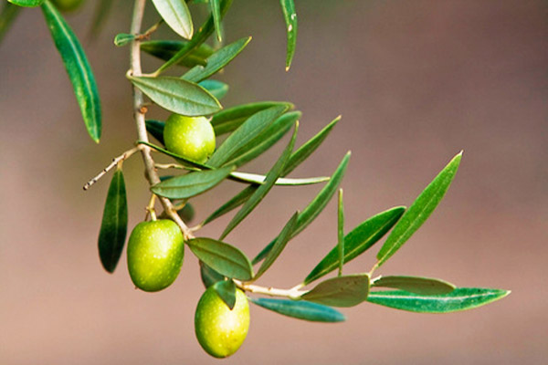 olive leaf, fruit on tree