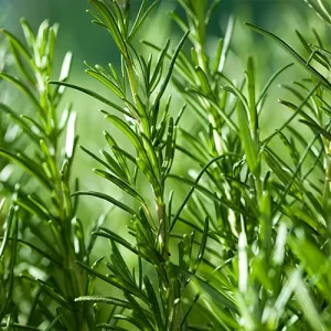 rosemary leaf fresh