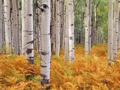 white birch tree in autumn