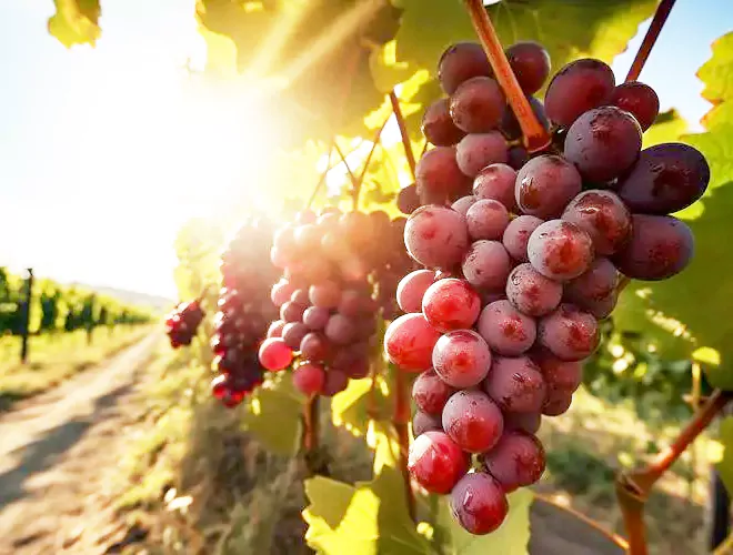 red grape on the tree, rich in resveratrol 