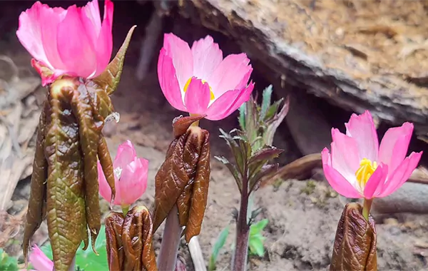 wild fresh Podophyllum flower